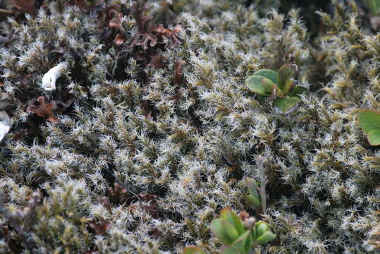 Image of racomitrium moss