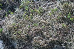 Image of racomitrium moss