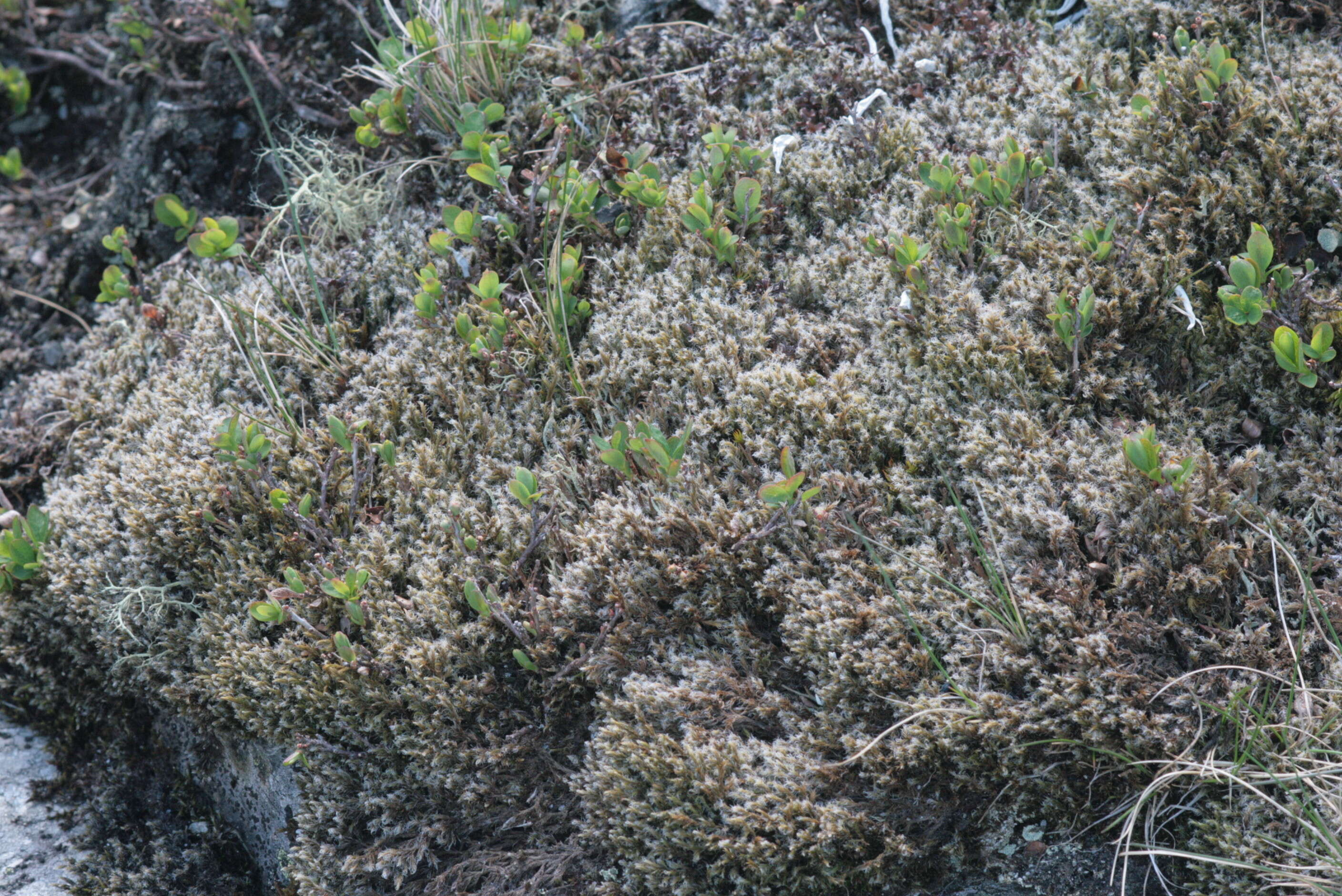 Image of racomitrium moss