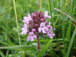 Image of Large Thyme