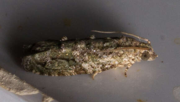 Image of Maple Twig Borer Moth