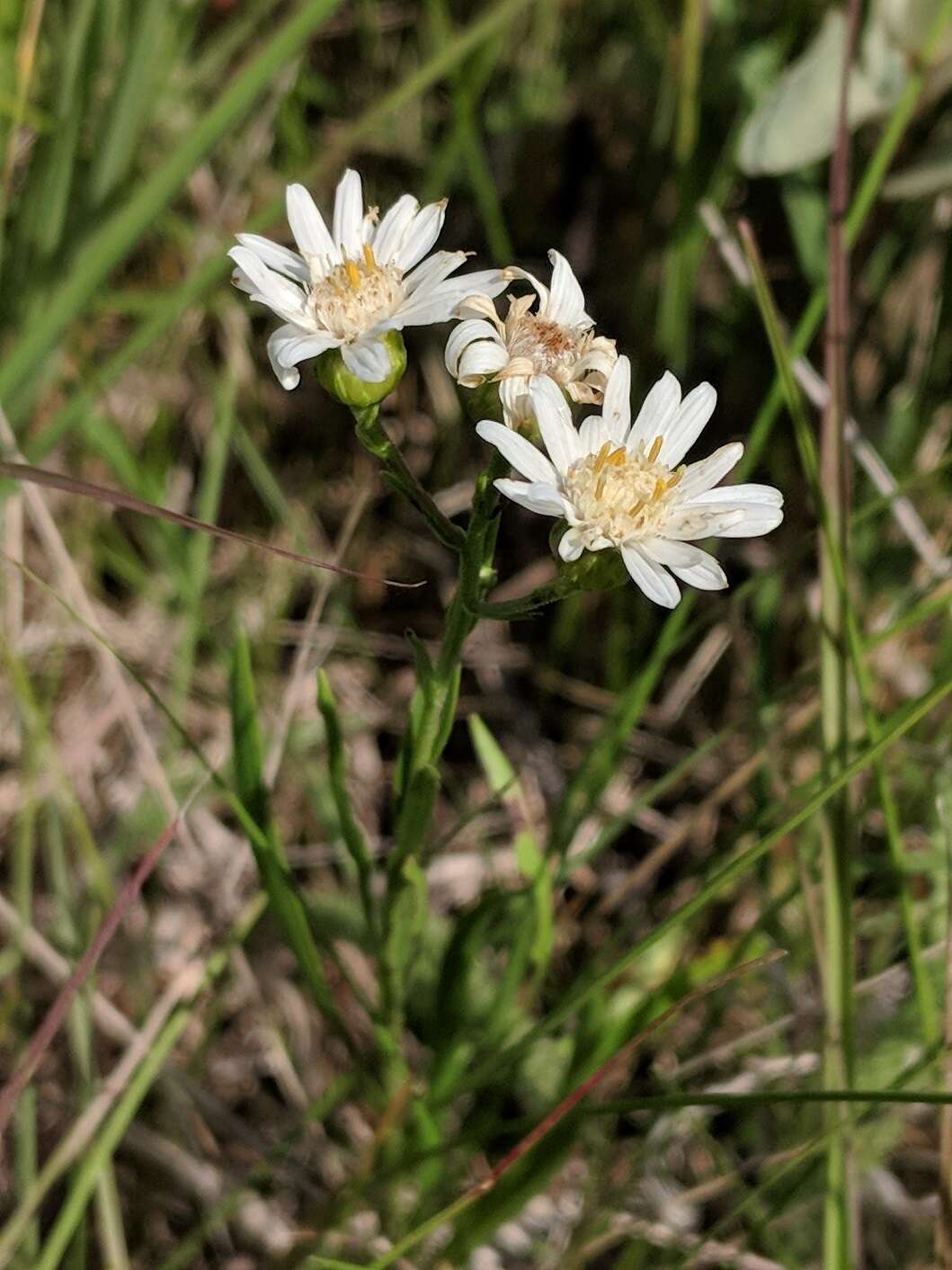 Image of prairie goldenrod