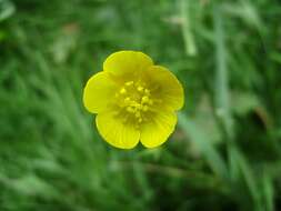 Imagem de Ranunculus acris L.