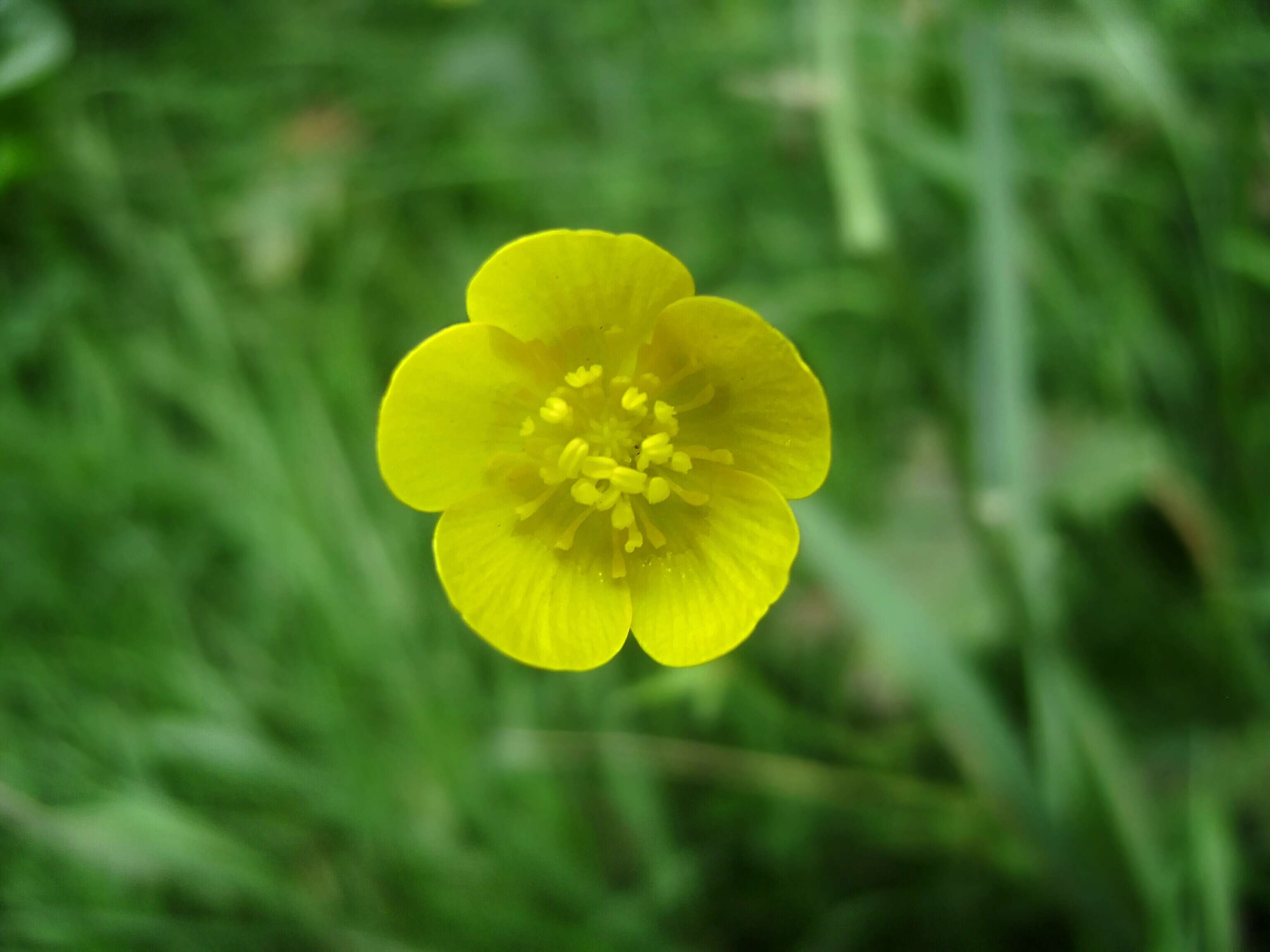 Plancia ëd Ranunculus acris L.