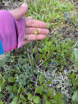 Image de Tephroseris frigida (Richards.) Holub