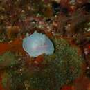 Image of Ghost Nudibranch