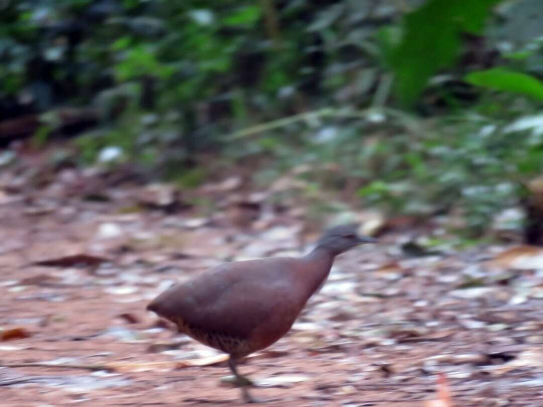 Image of Brown Tinamou