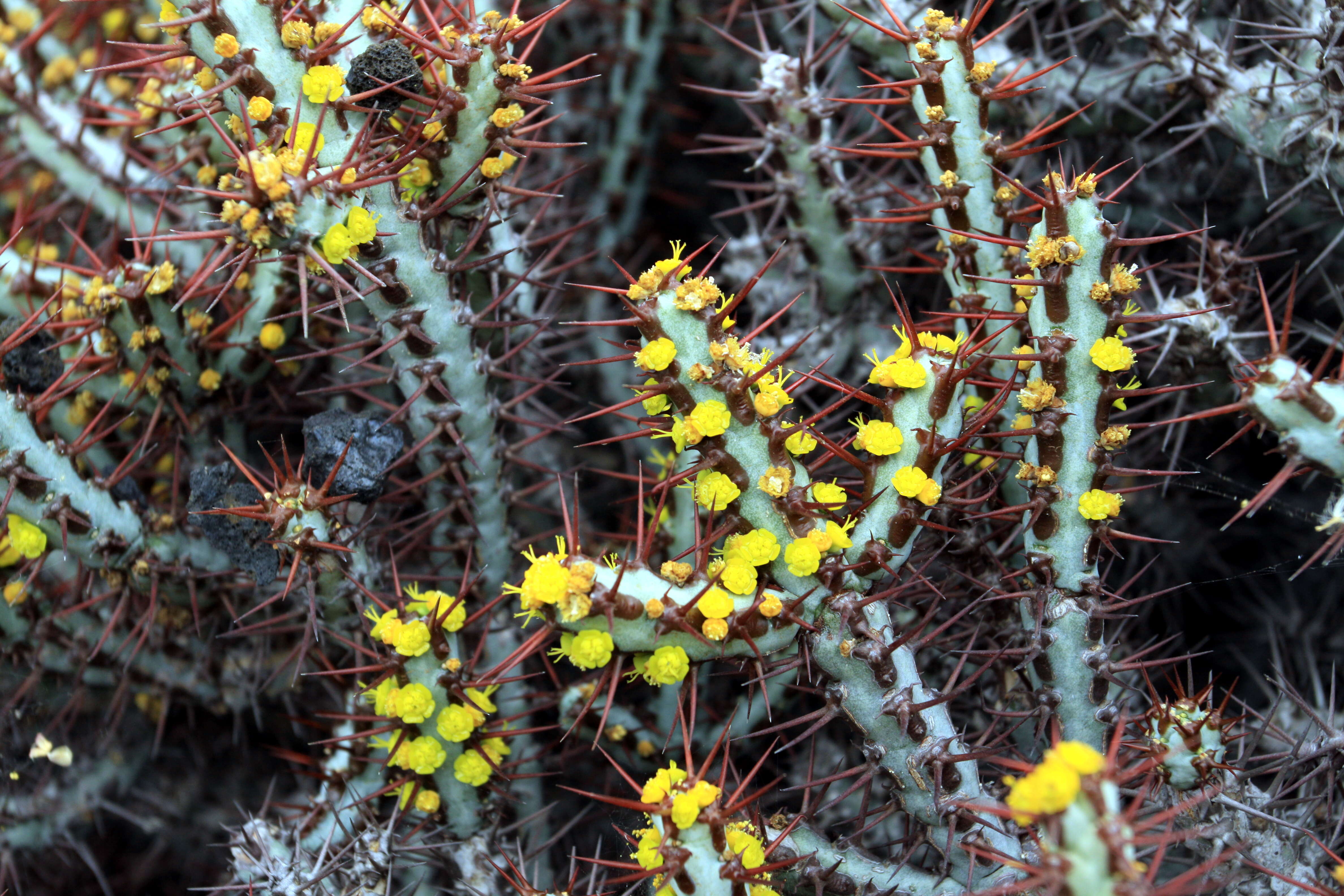 Imagem de Euphorbia aeruginosa Schweick.