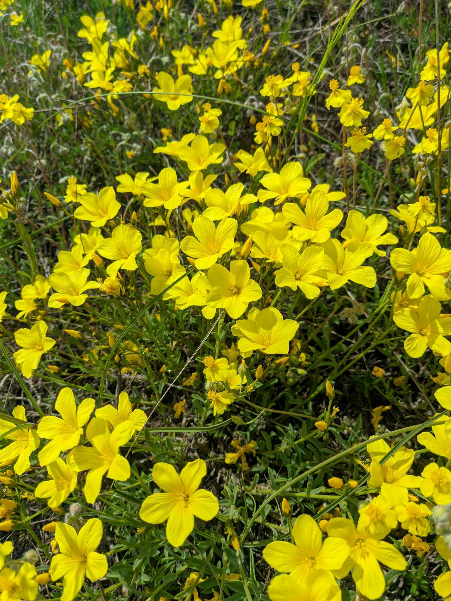 Linum pallasianum Schultes resmi