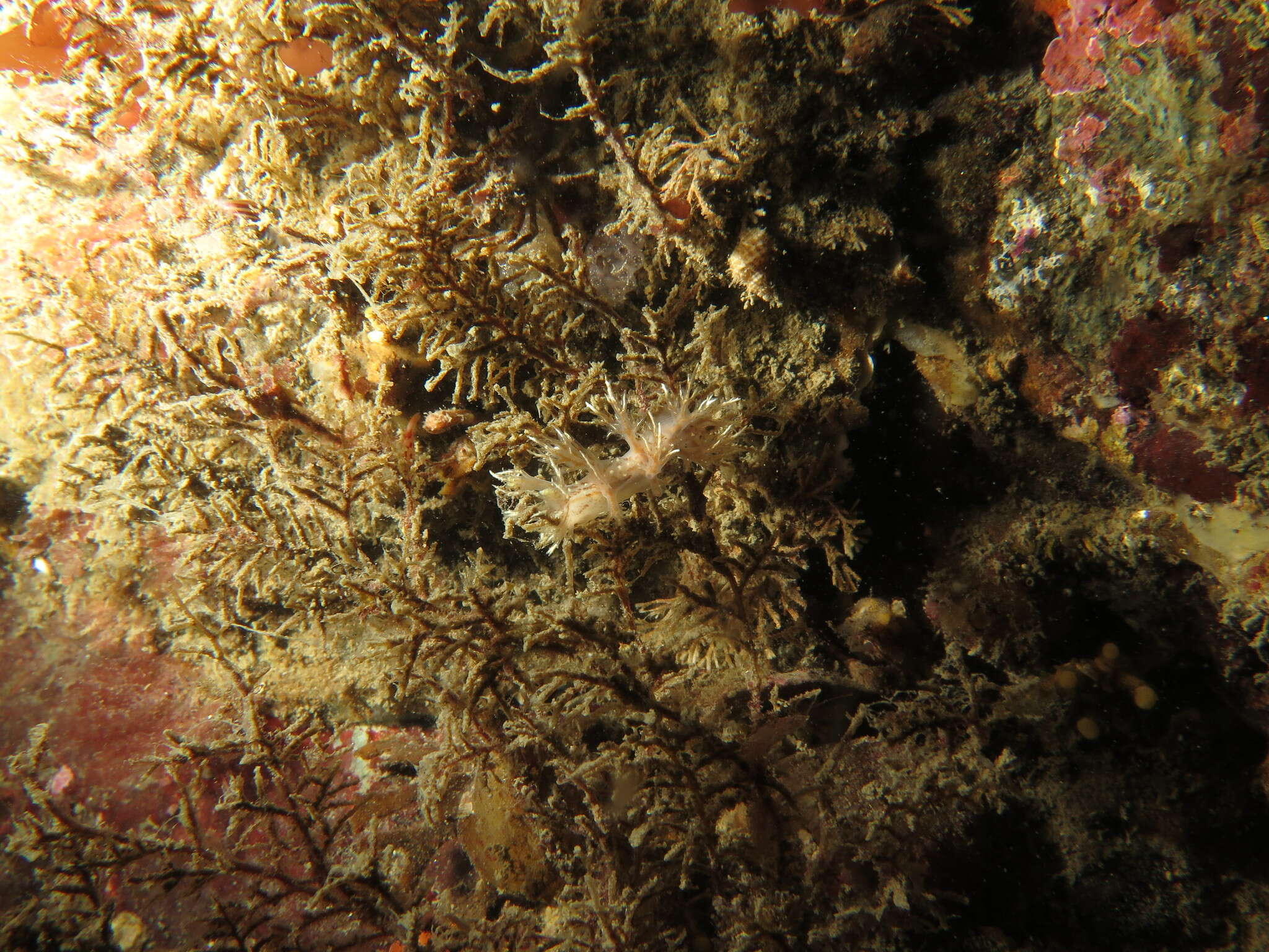 Image of Dendronotus kamchaticus Ekimova, Korshunova, Schepetov, Neretina, Sanamyan & Martynov 2015