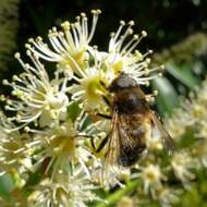 Image of Eristalis pertinax (Scopoli 1763)