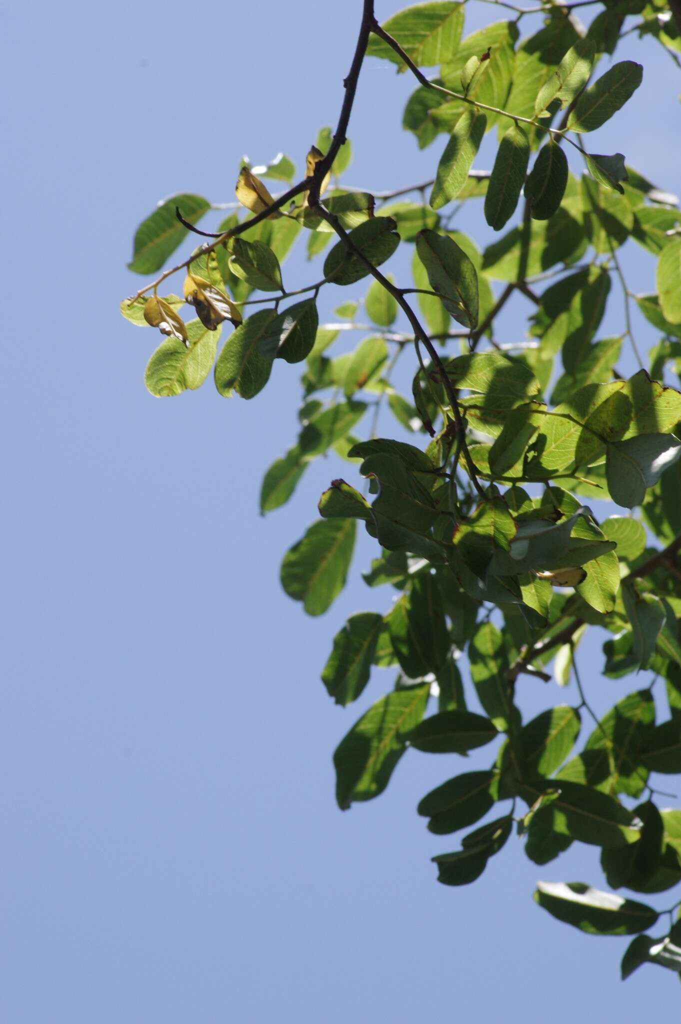 Image de Dalbergia obovata E. Mey.