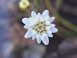 Leucheria oligocephala Remy resmi