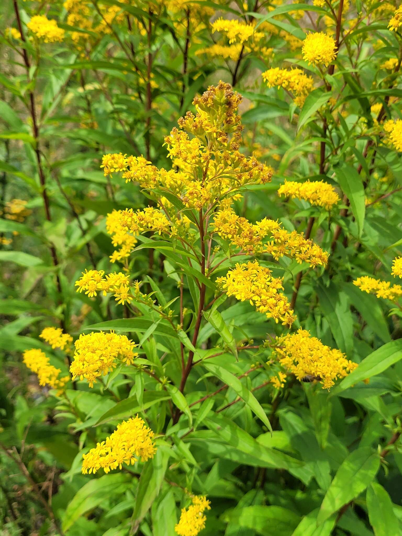 Image of Solidago snarskisii