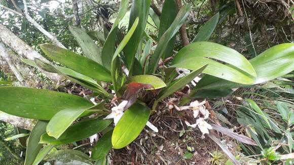 Image of Maxillaria augustae-victoriae F. Lehm. & Kraenzl.