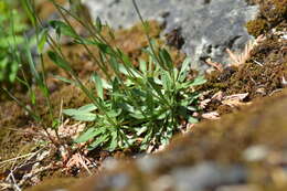 Image of rock draba