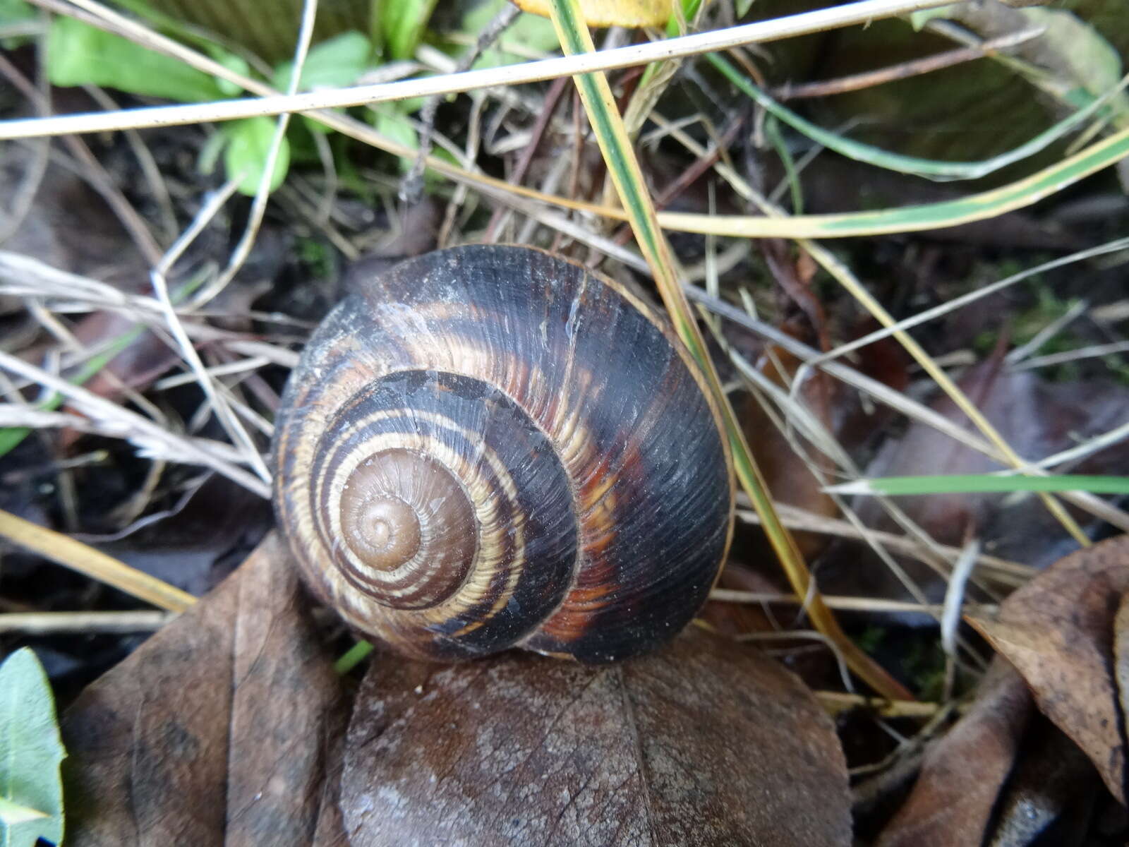 Image of lucorum helix