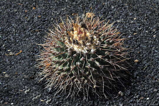 Image of Thelocactus rinconensis (Poselger) Britton & Rose