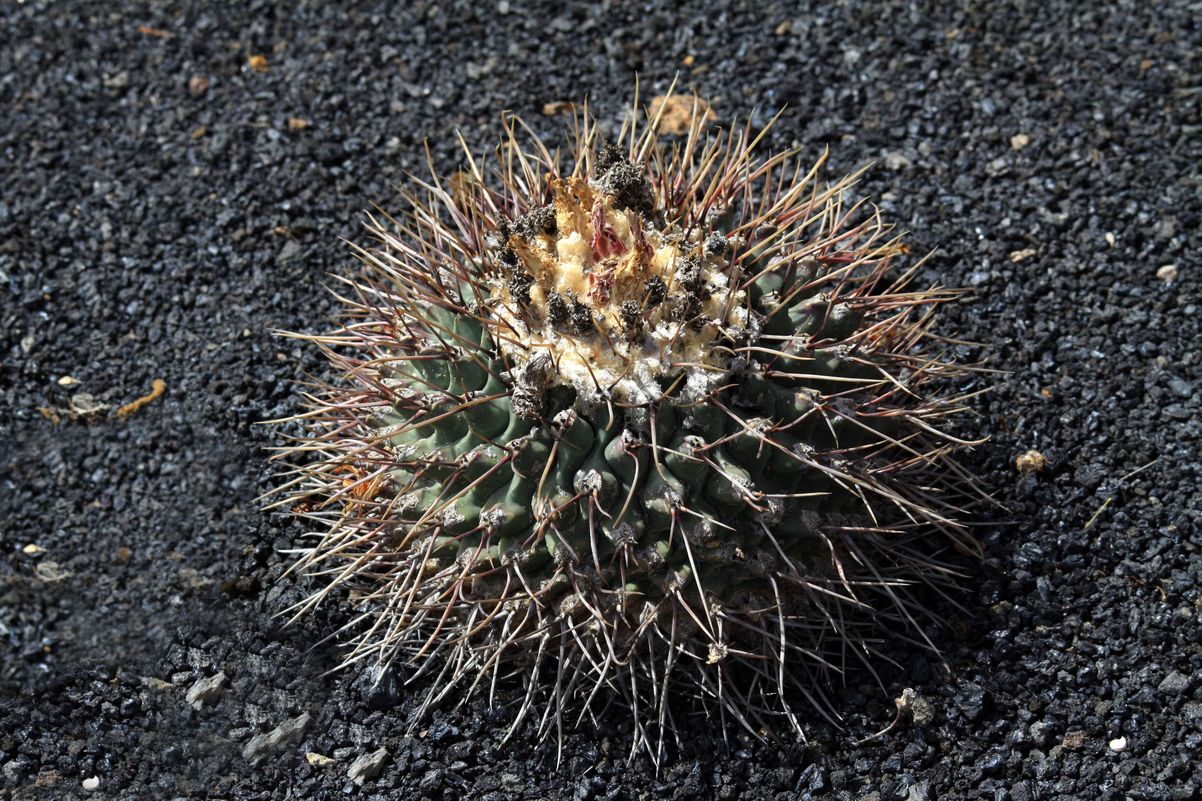 Image of Thelocactus rinconensis (Poselger) Britton & Rose