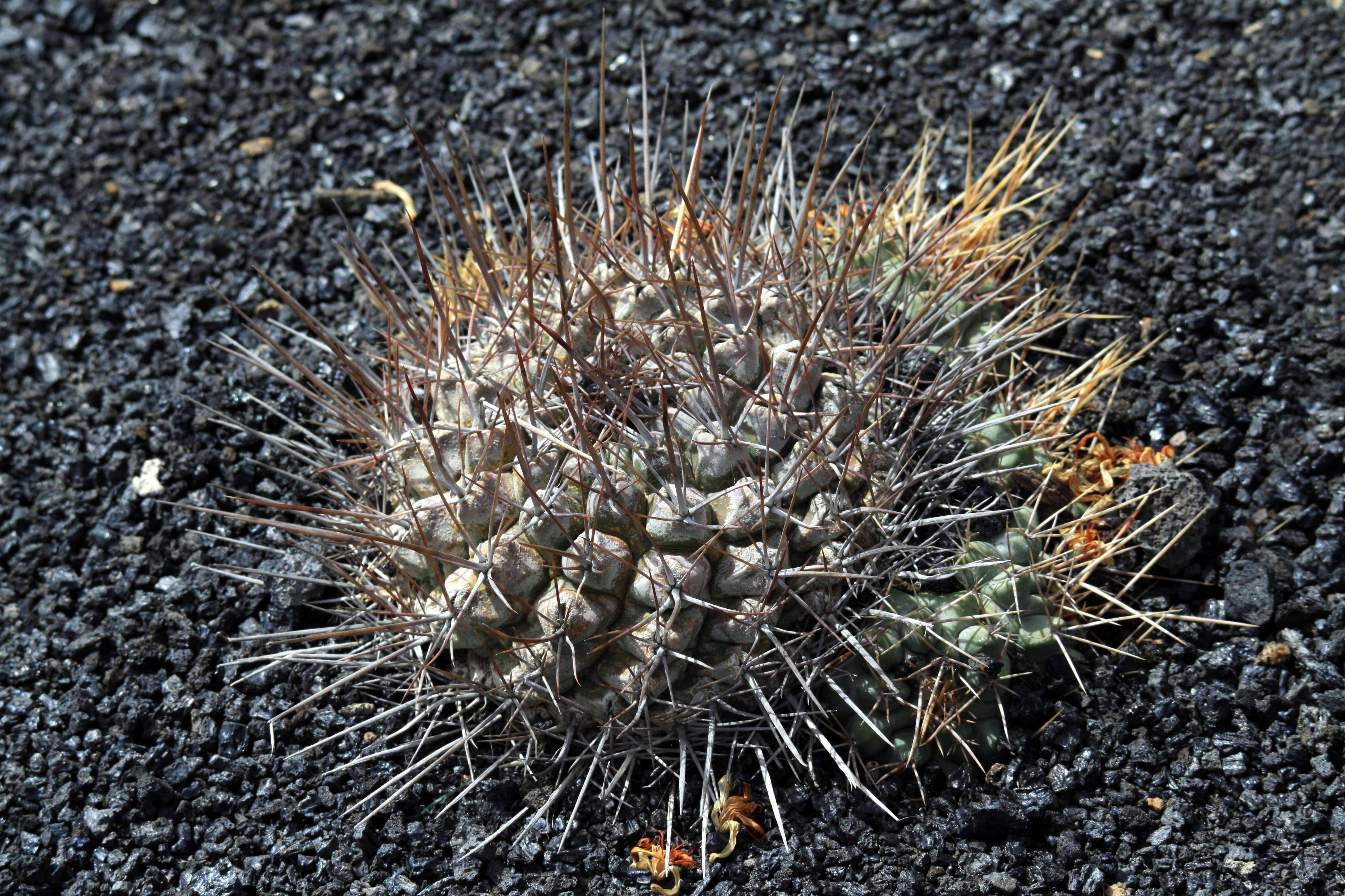 Image of Thelocactus tulensis (Polseg.) Britton & Rose