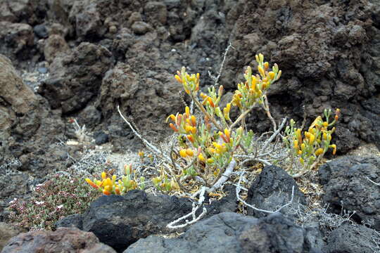 Image of Tetraena fontanesii (Webb & Berthel.) Beier & Thulin