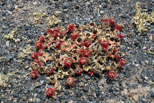 Image of common iceplant