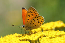 Image of <i>Lycaena ophion</i>