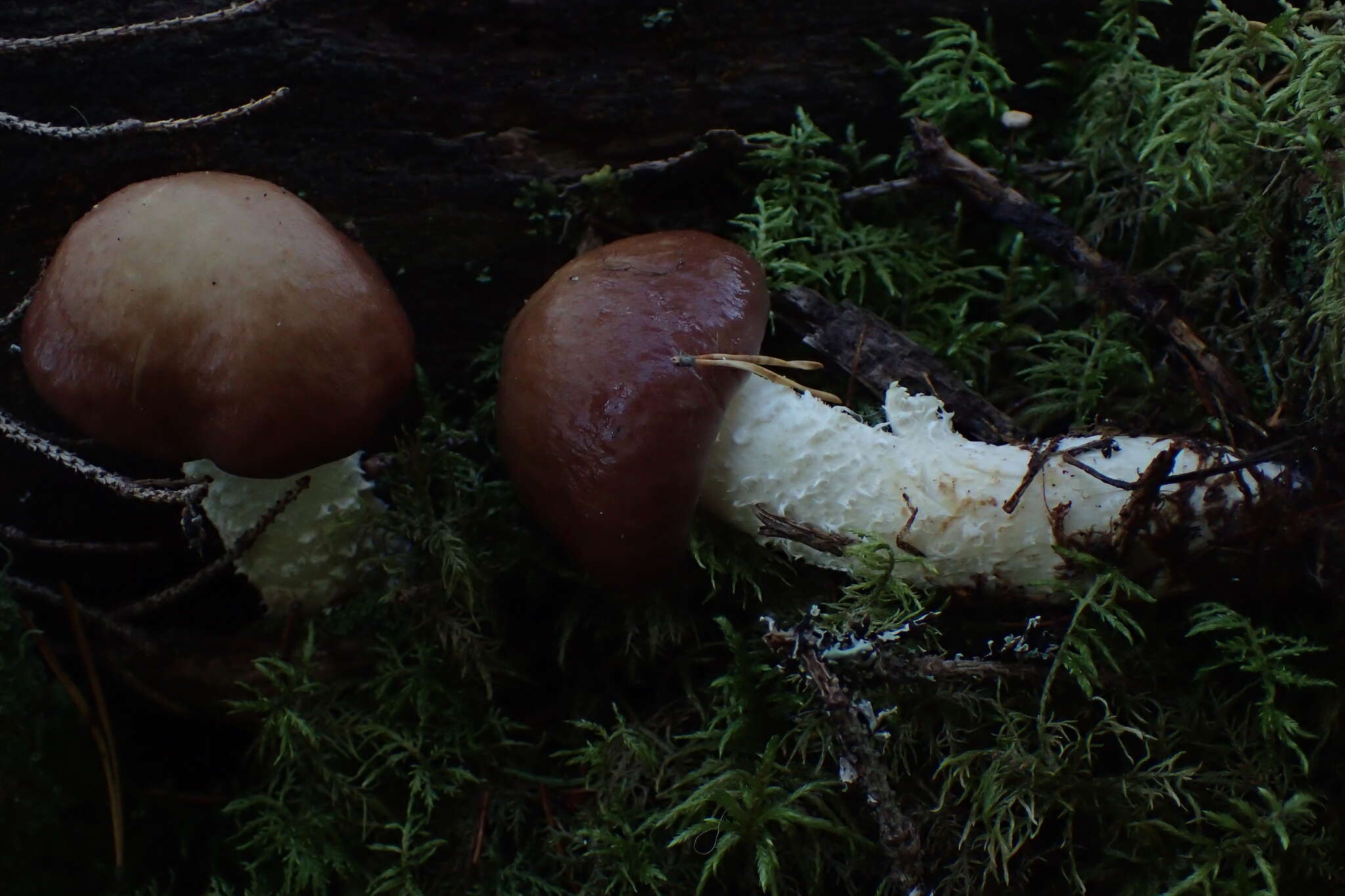 Imagem de Stropharia hornemannii (Fr.) S. Lundell & Nannf. 1934