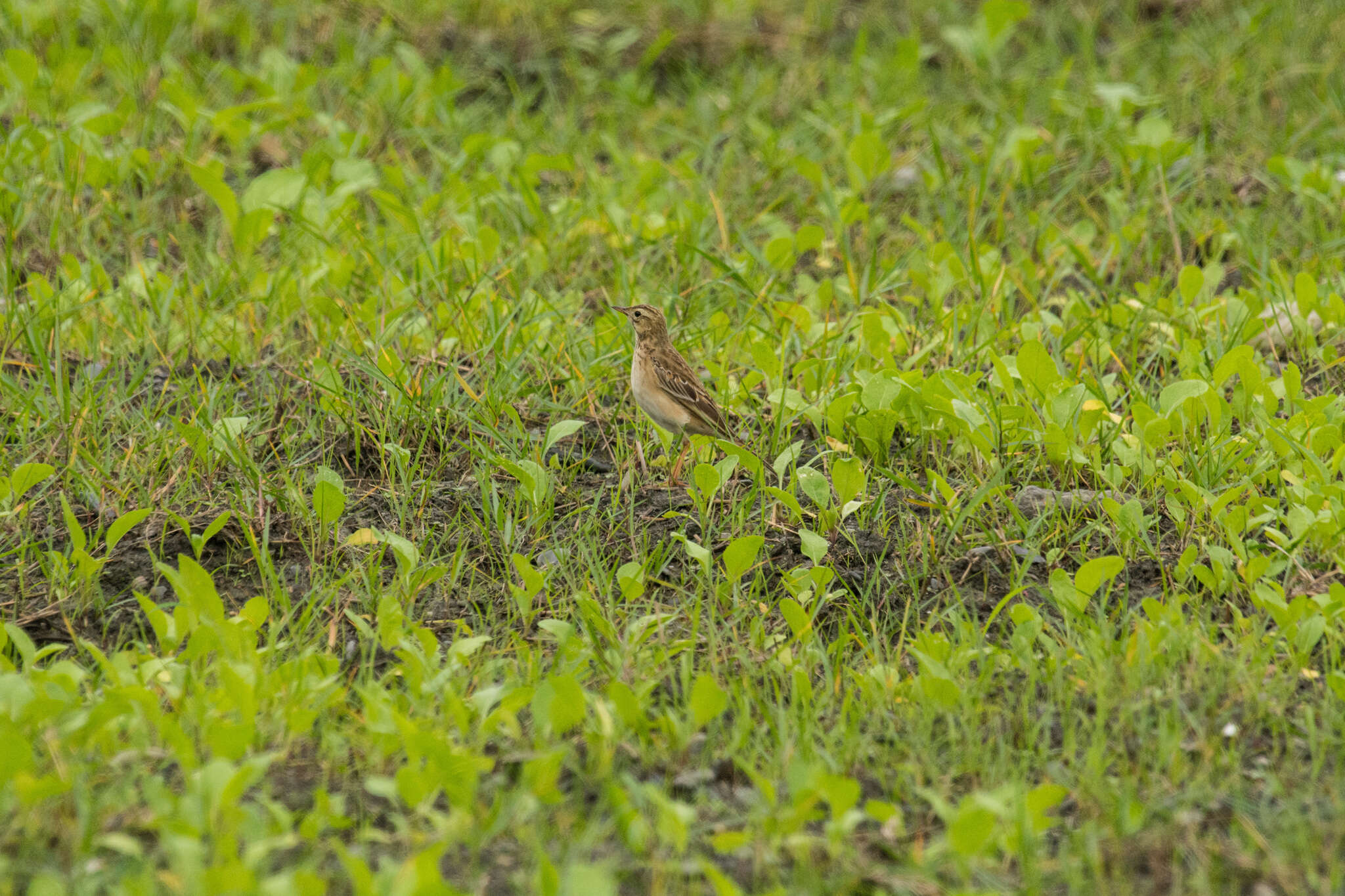 Image of Richard's Pipit