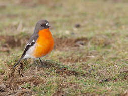 Petroica phoenicea Gould 1837 resmi