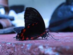 Слика од Parides montezuma (Westwood 1842)