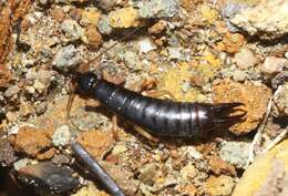 Image of Maritime earwig