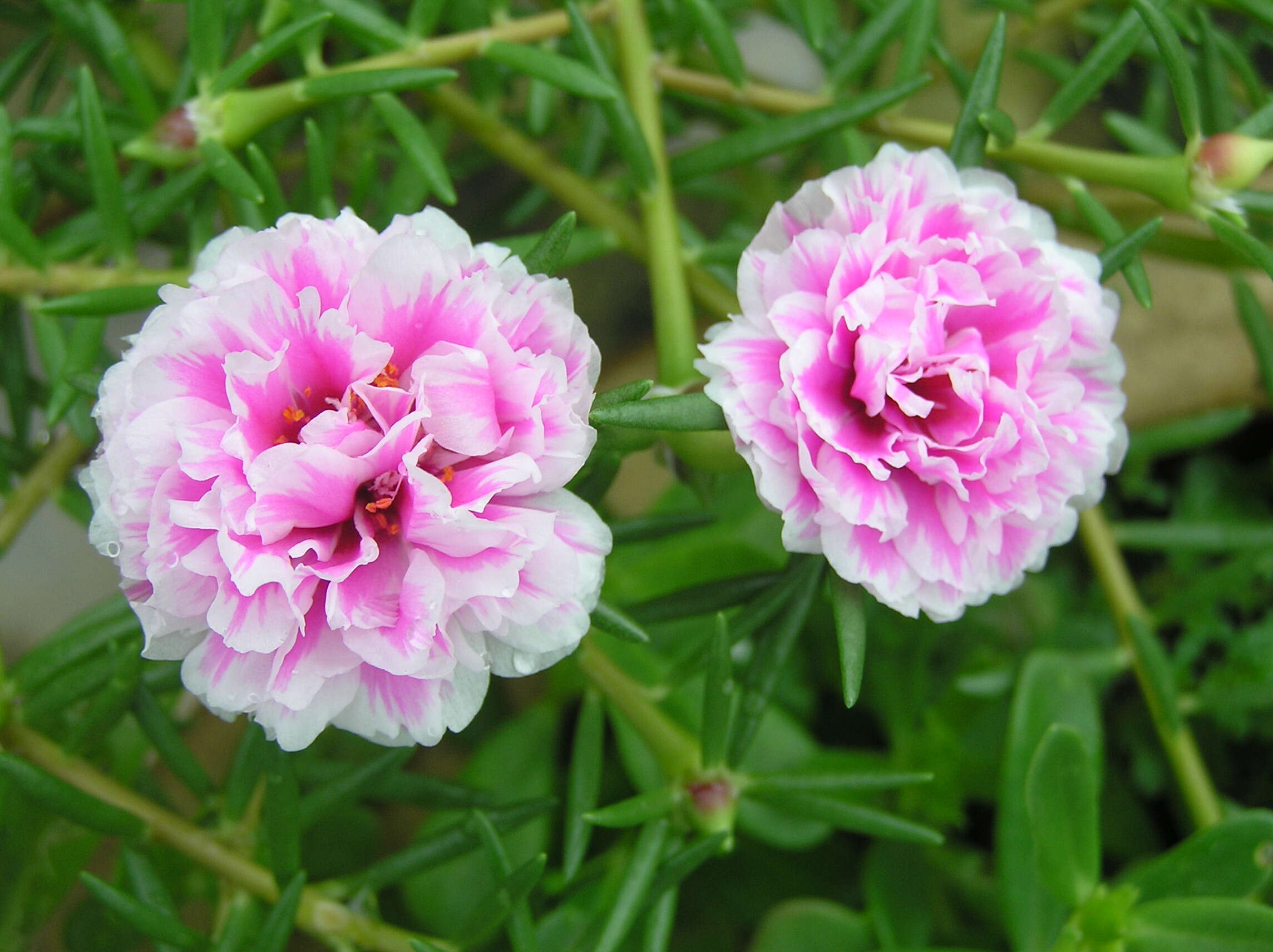 Image of Moss-rose Purslane