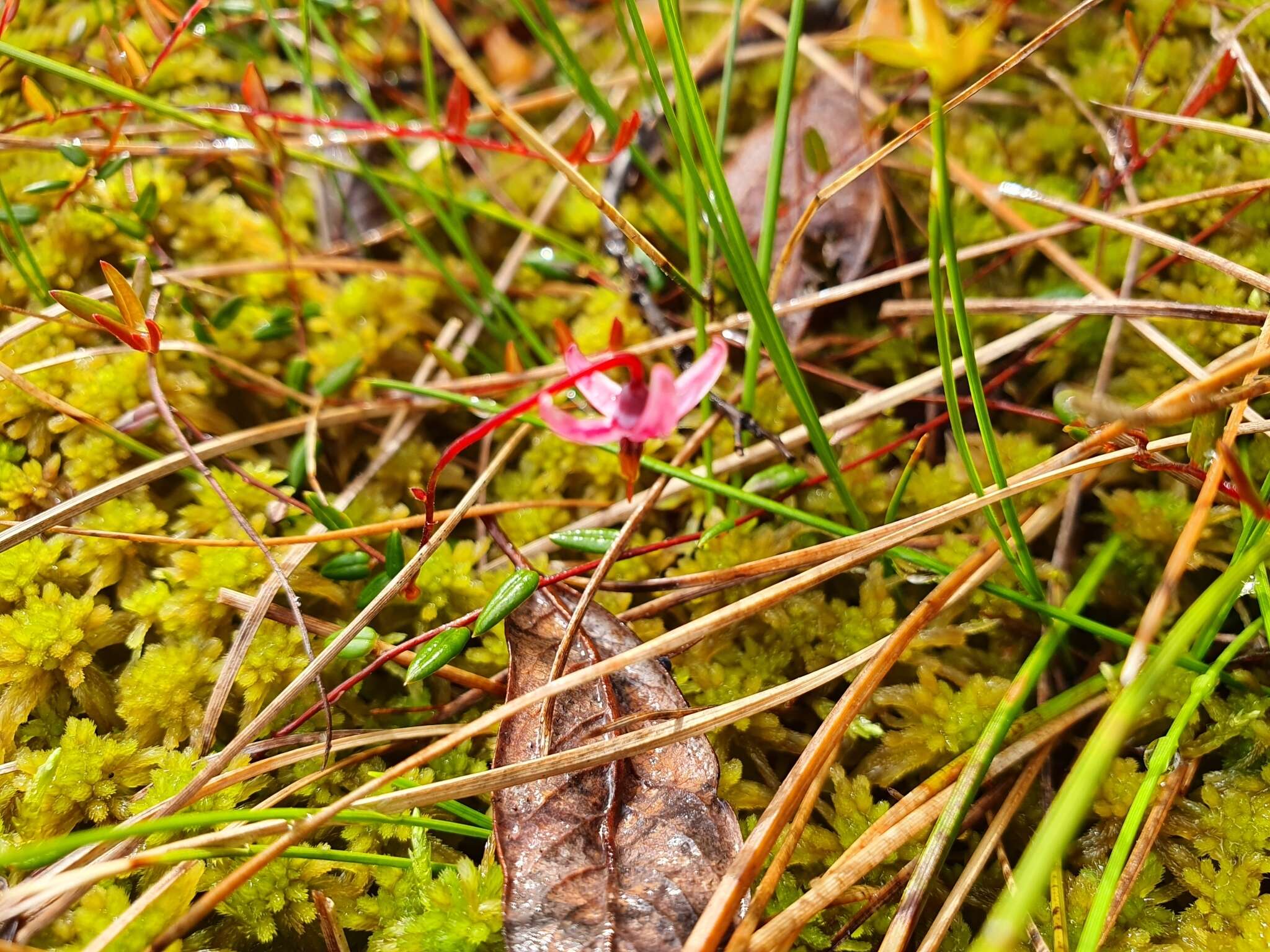 Image of Vaccinium microcarpum (Turcz. ex Rupr.) Schmalh. ex Busch