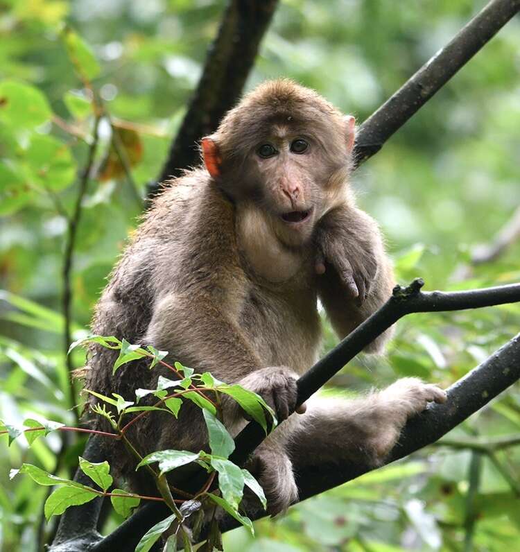 Image of Milne-Edwards’s Macaque