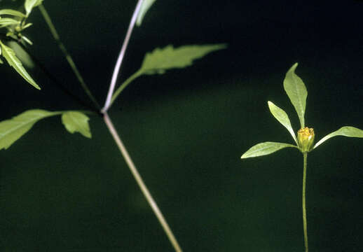 صورة Bidens discoidea (Torr. & A. Gray) Britt.