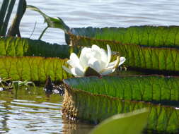 Image of Santa Cruz water-lily