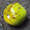 Image of Star apple