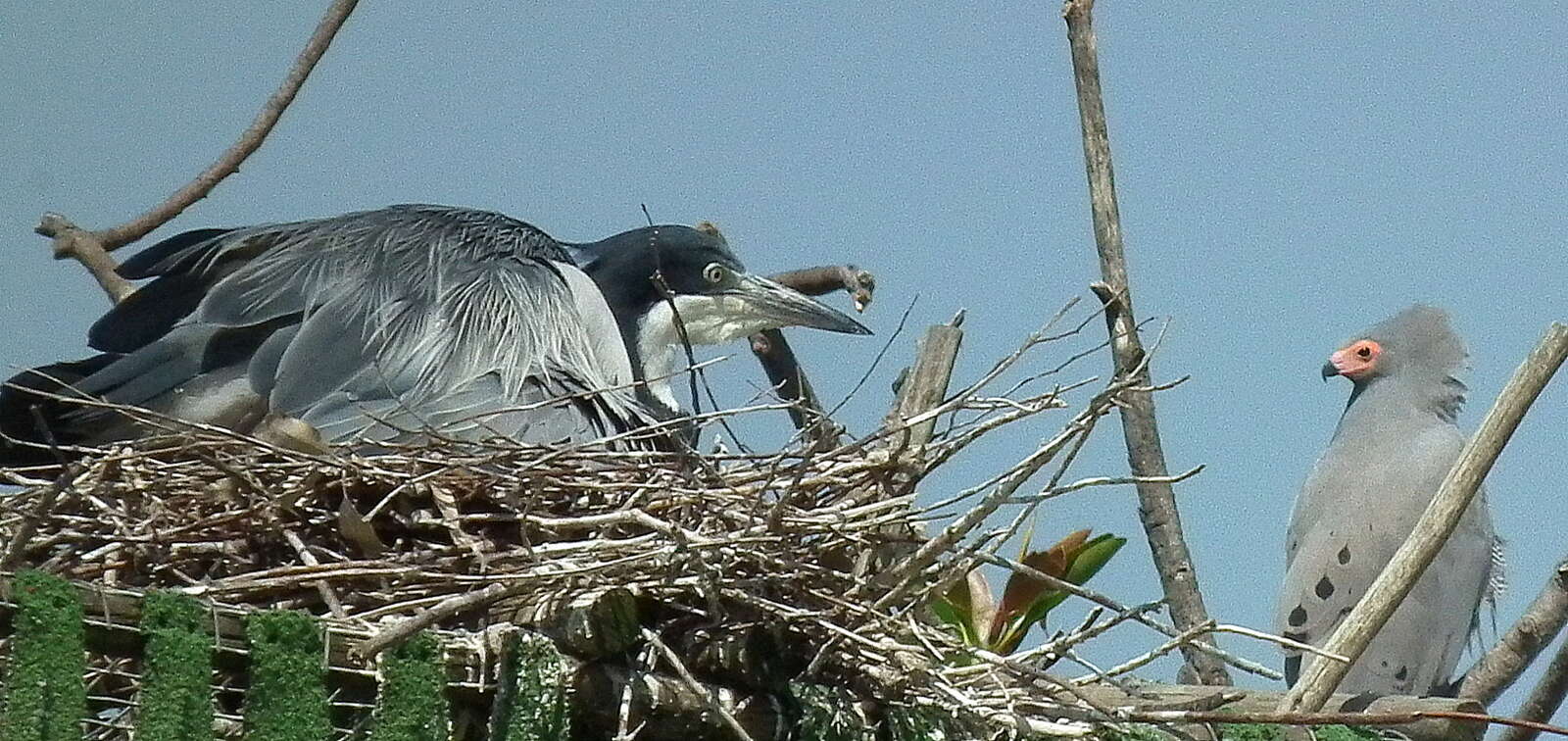 Image of Black-headed Heron