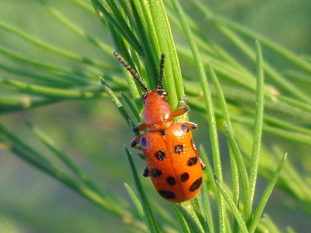 Image of Spotted asparagus beetle