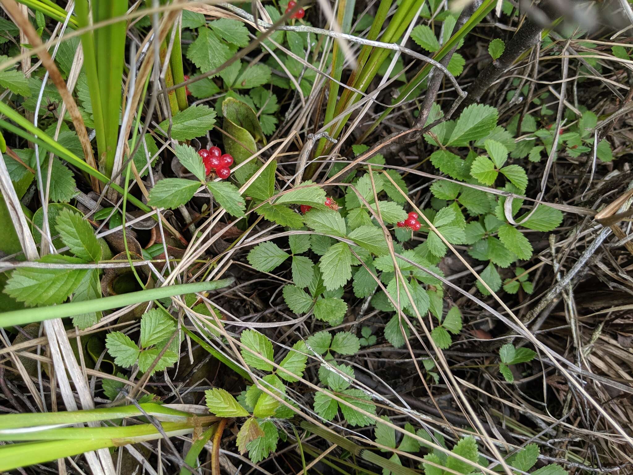 Image de Rubus arcticus subsp. acaulis (Michx.) Focke