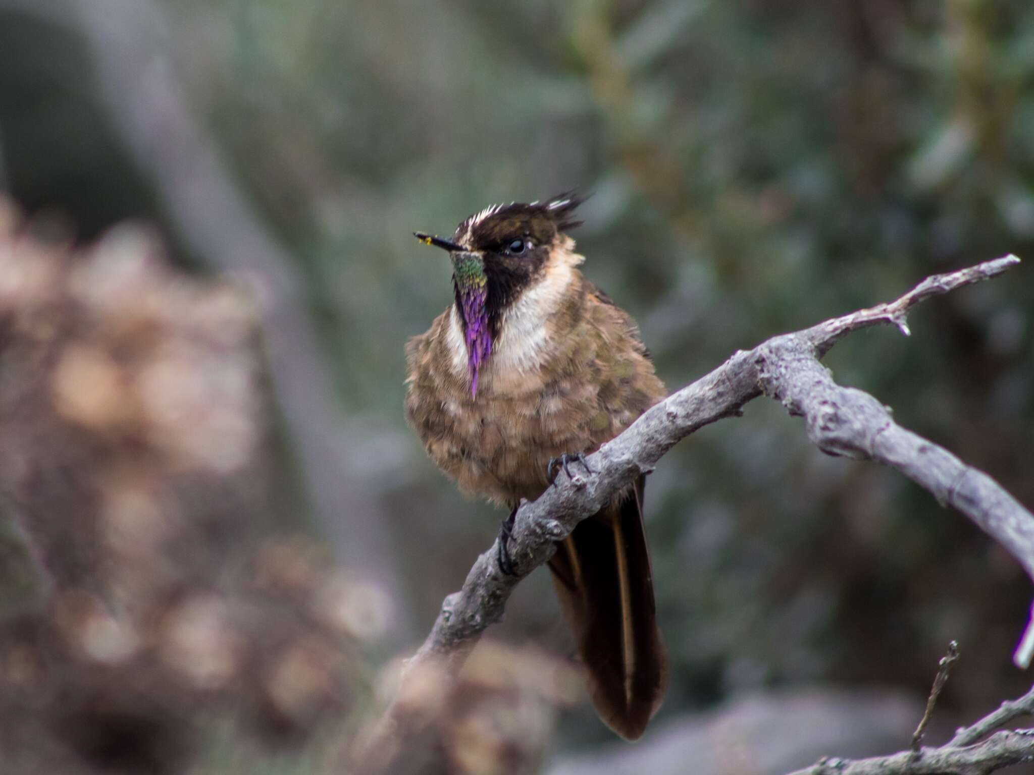 Image of Oxypogon Gould 1848