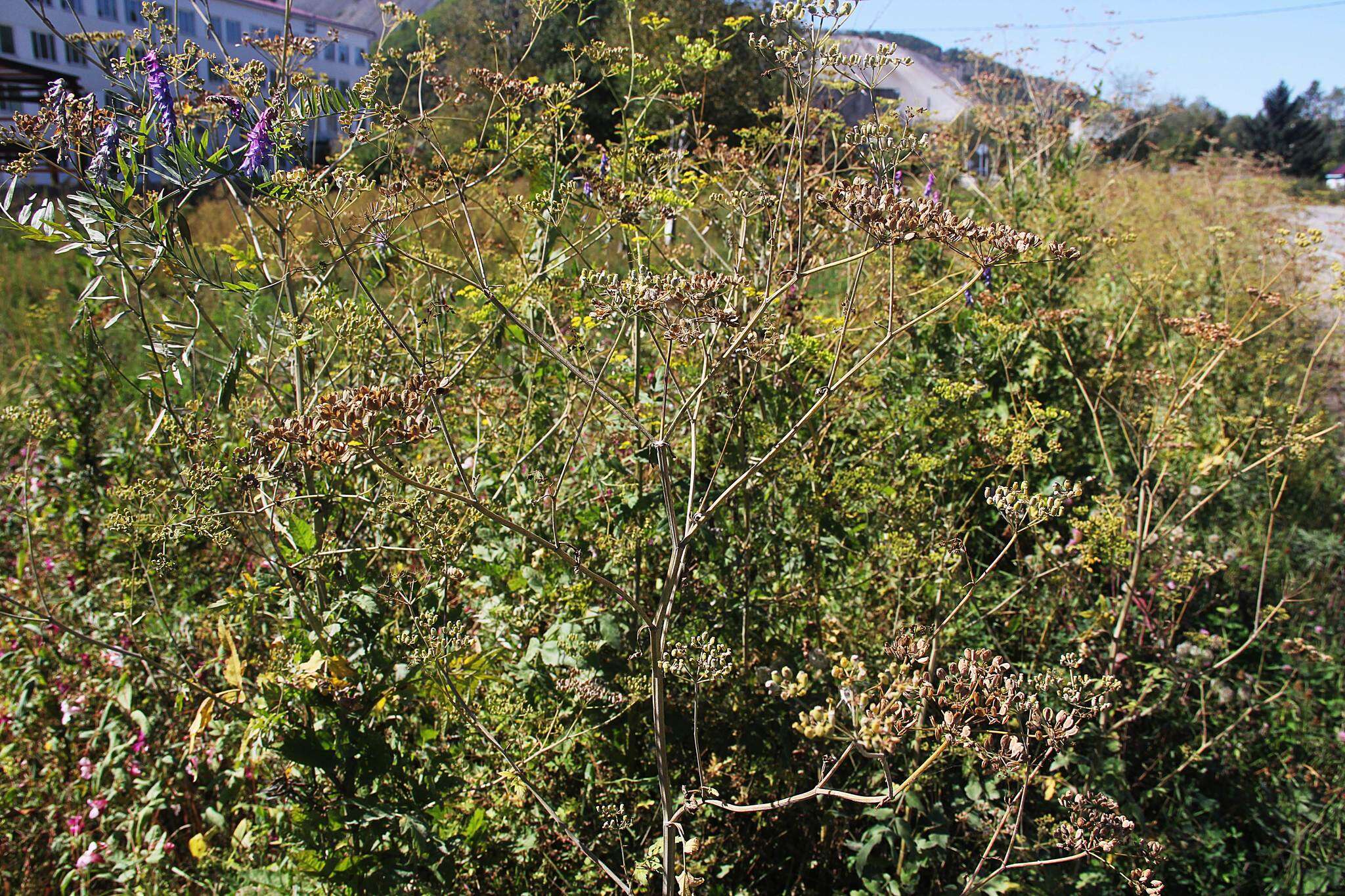 Image of Pastinaca sativa subsp. sylvestris (Mill.) Rouy & Camus