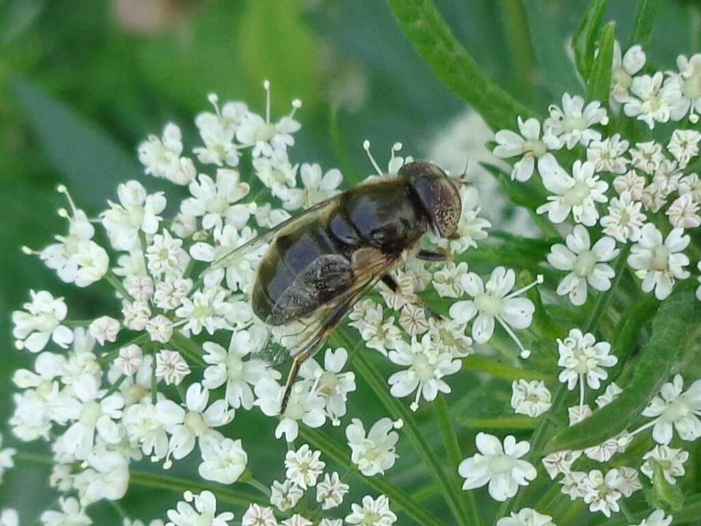 صورة Eristalinus aeneus (Scopoli 1763)