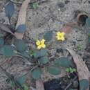 Imagem de Goodenia hederacea Sm.