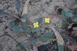 Image of Goodenia hederacea Sm.