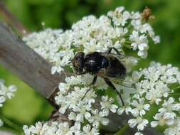 صورة Eristalinus aeneus (Scopoli 1763)