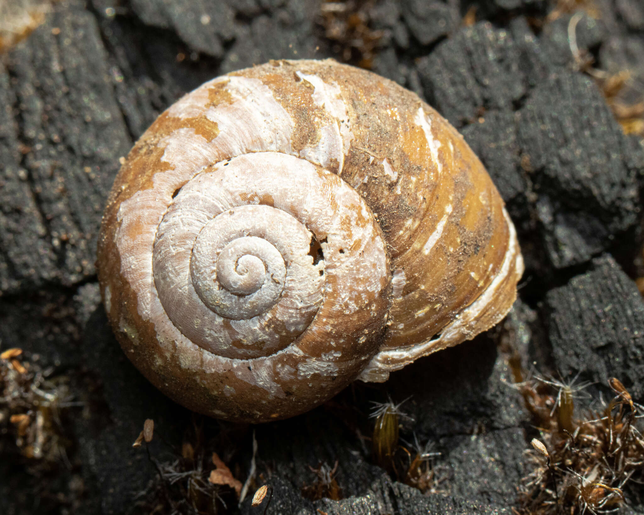 Image of southern hairy red snail