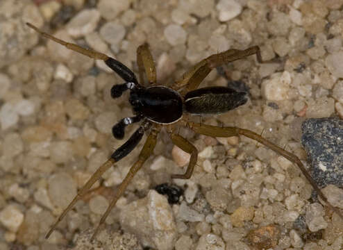 Image of wolf spiders