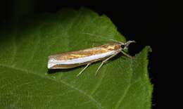 Image of Crambus unistriatellus Packard 1868